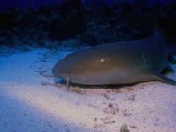 This friendly Nurse Shark seemed as though he needed some... by Steven Anderson 